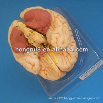 ISO Deluxe Brain Anatomical model,brain anatomy